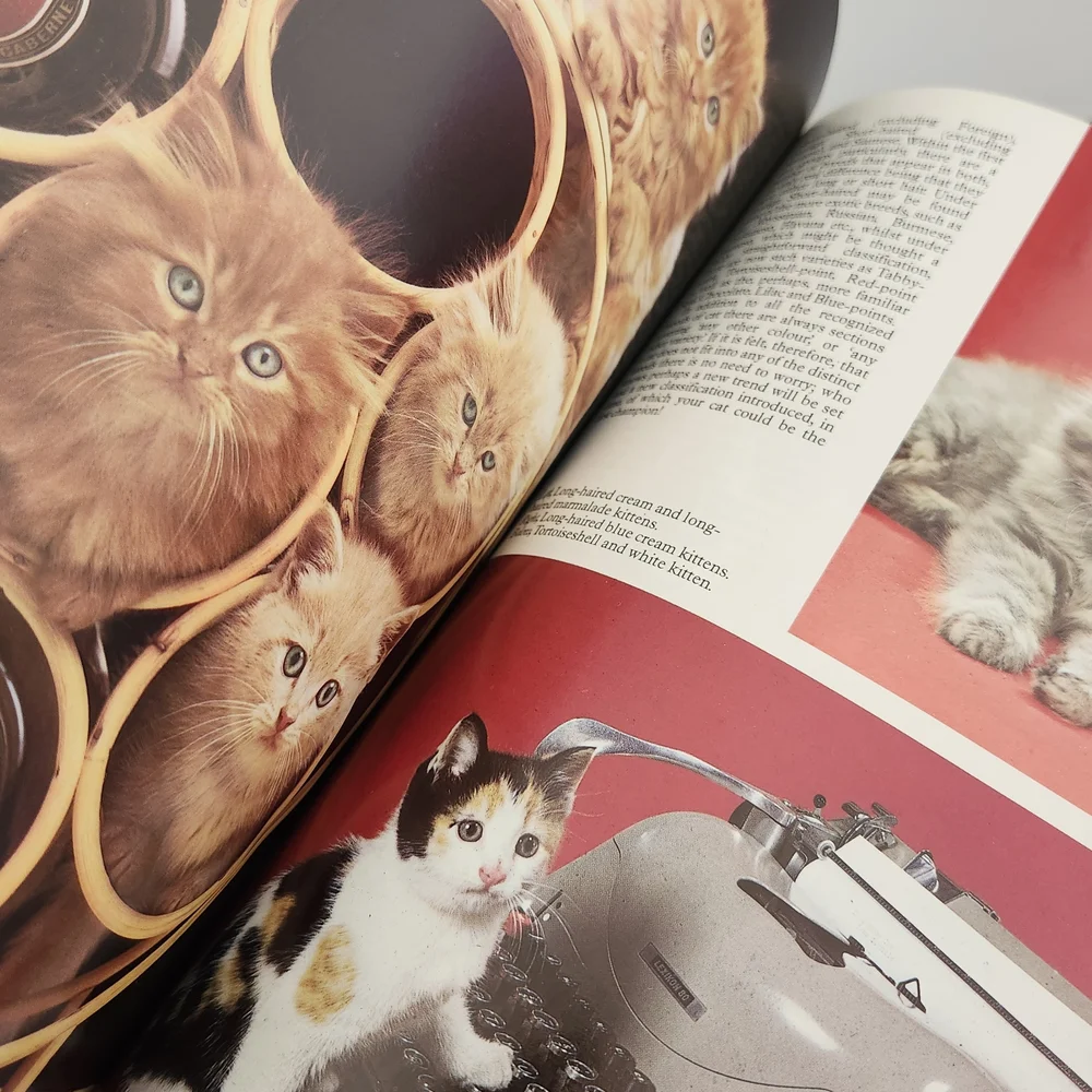 Kittens Book Cover Featuring White Kitten with Yellow Flowers
